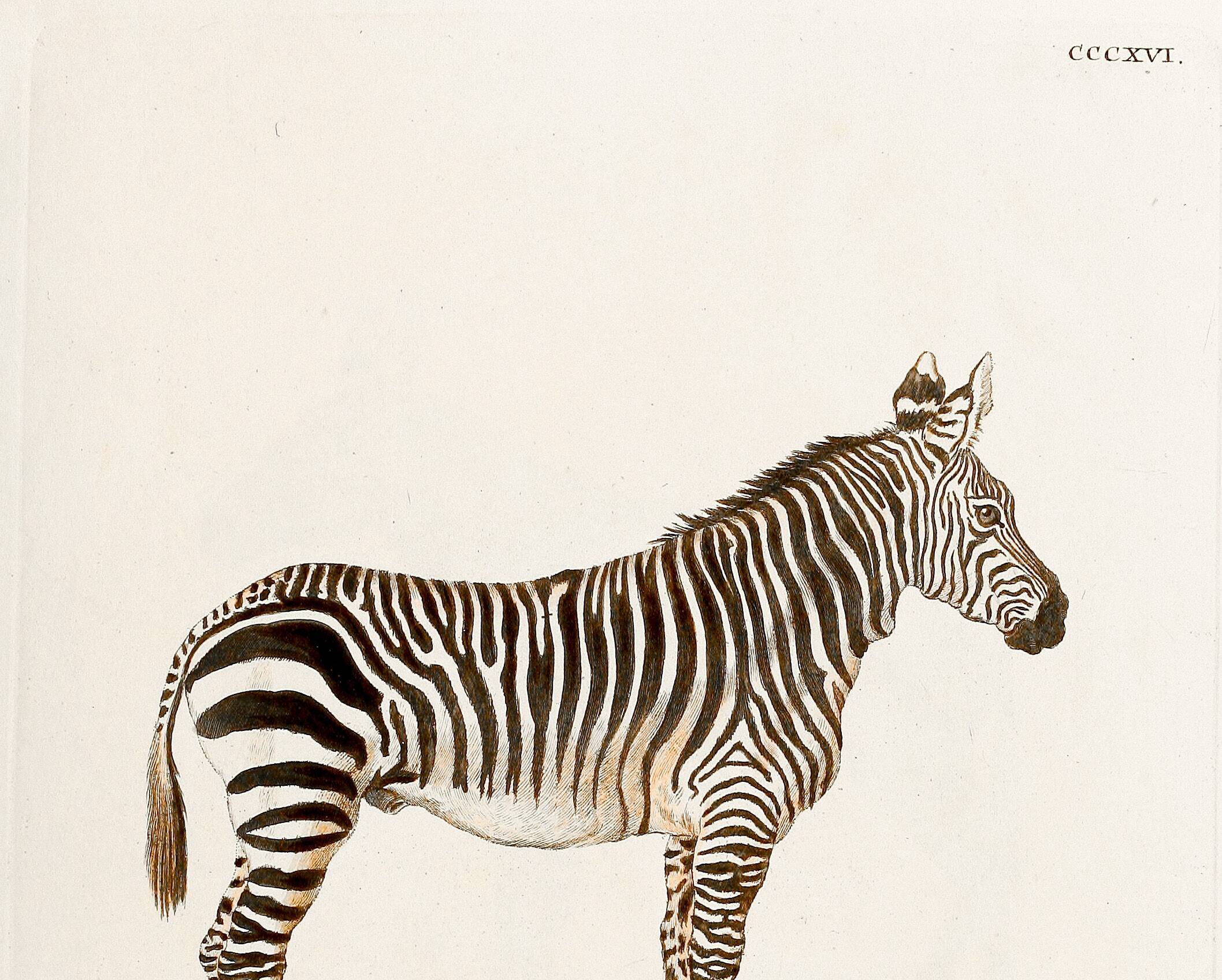 Poster of the Zebra, based on an old engraving from 1774.