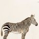 Poster of the Zebra, based on an old engraving from 1774.