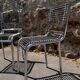 Pair of chrome Sandow chairs by René Herbst