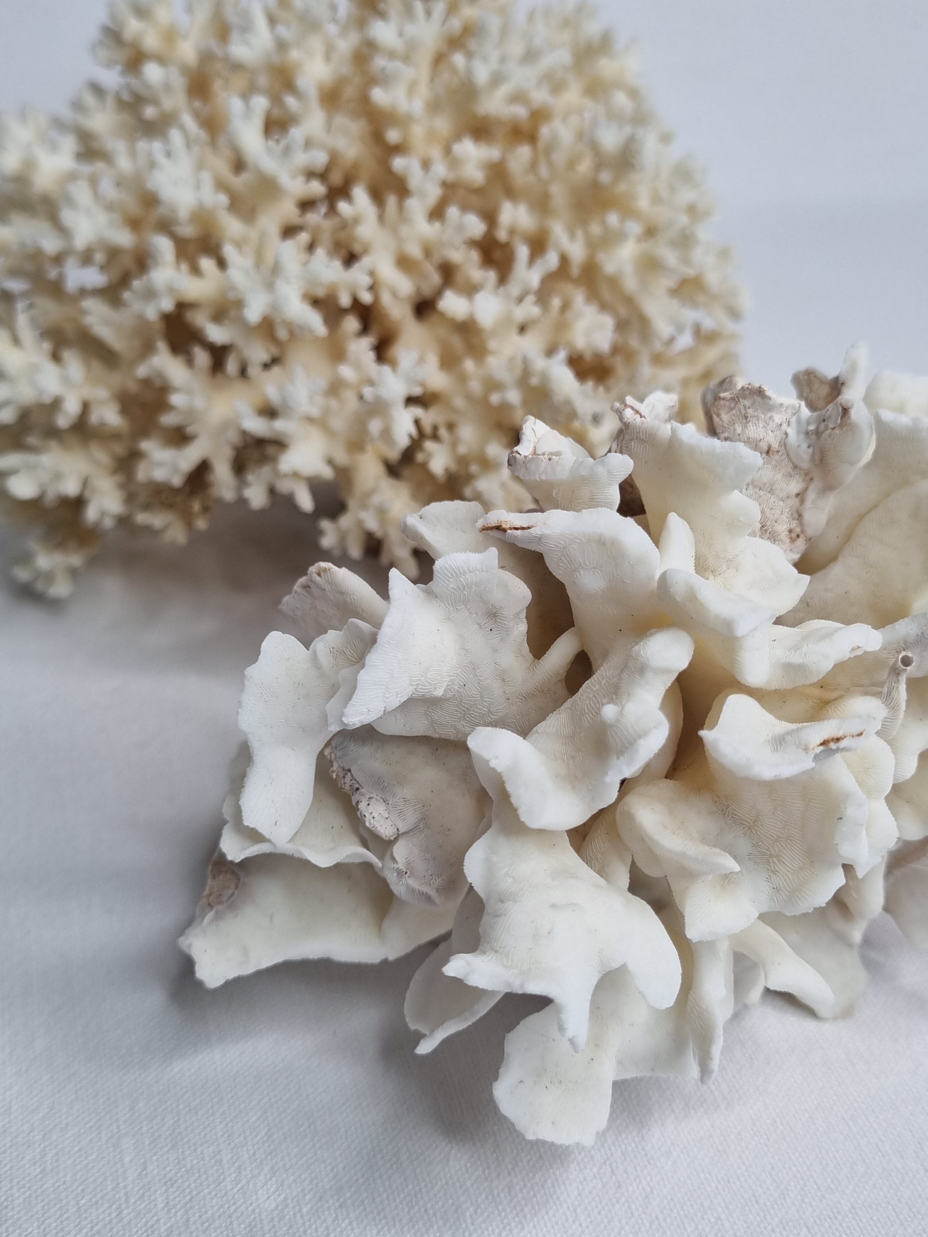 Set of two ancient white corals to lay