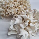 Set of two ancient white corals to lay