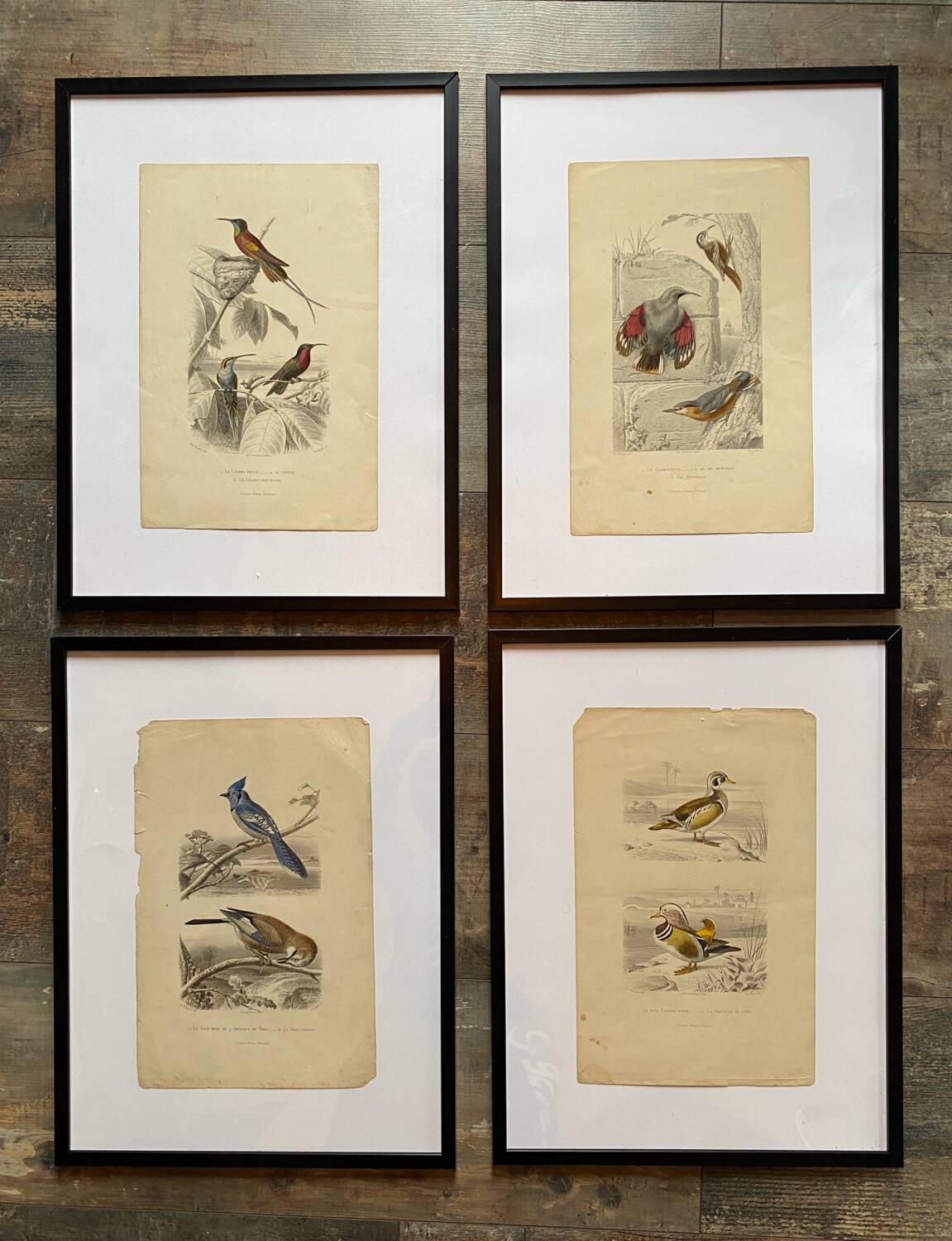 Lot 4 ornithological boards