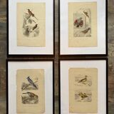 Lot 4 ornithological boards
