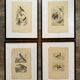 Lot 4 ornithological boards