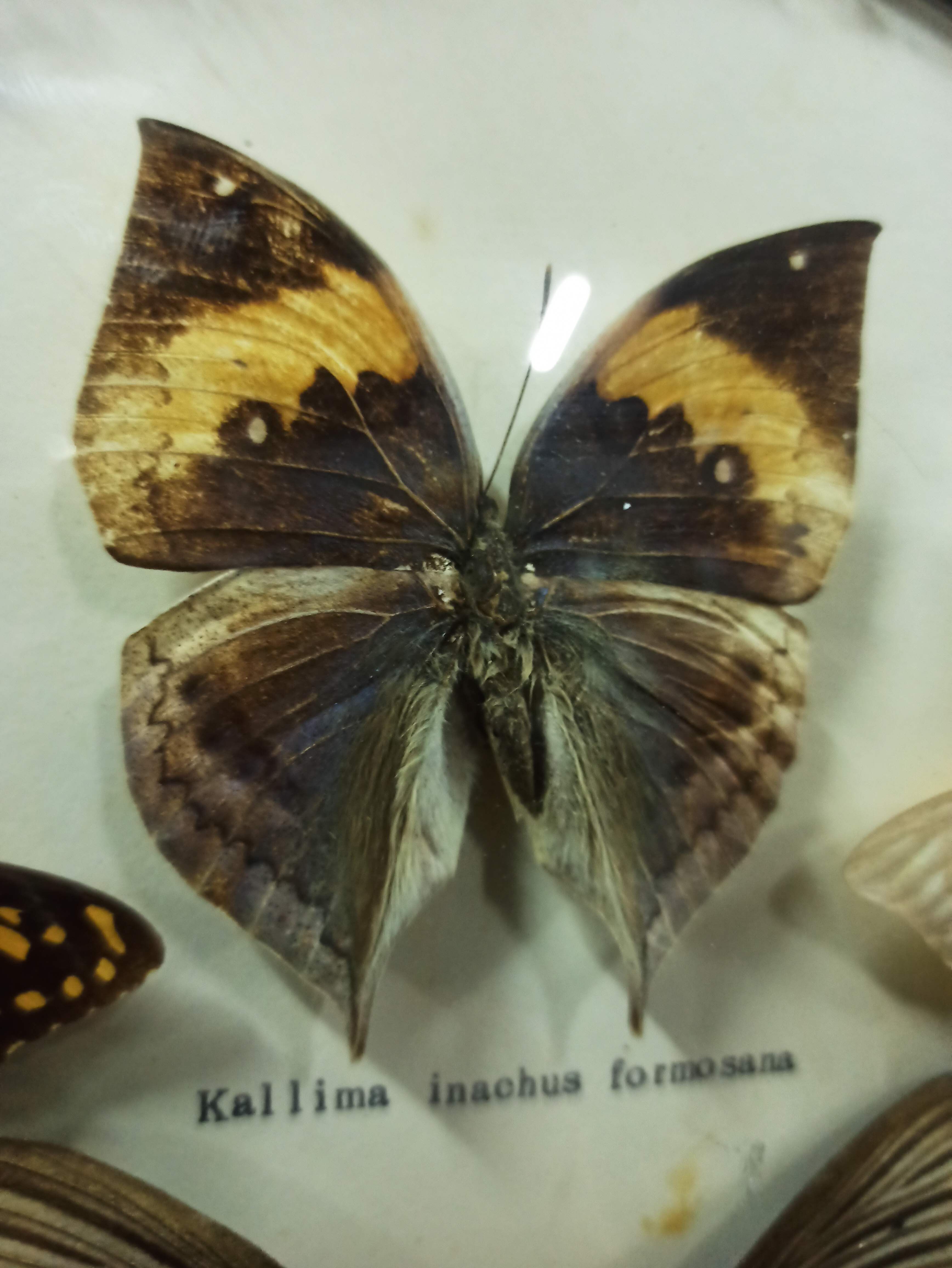 Cadre rond verre sorcière papillons taxidermie