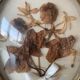 Herbier avec cadre Napoléon III