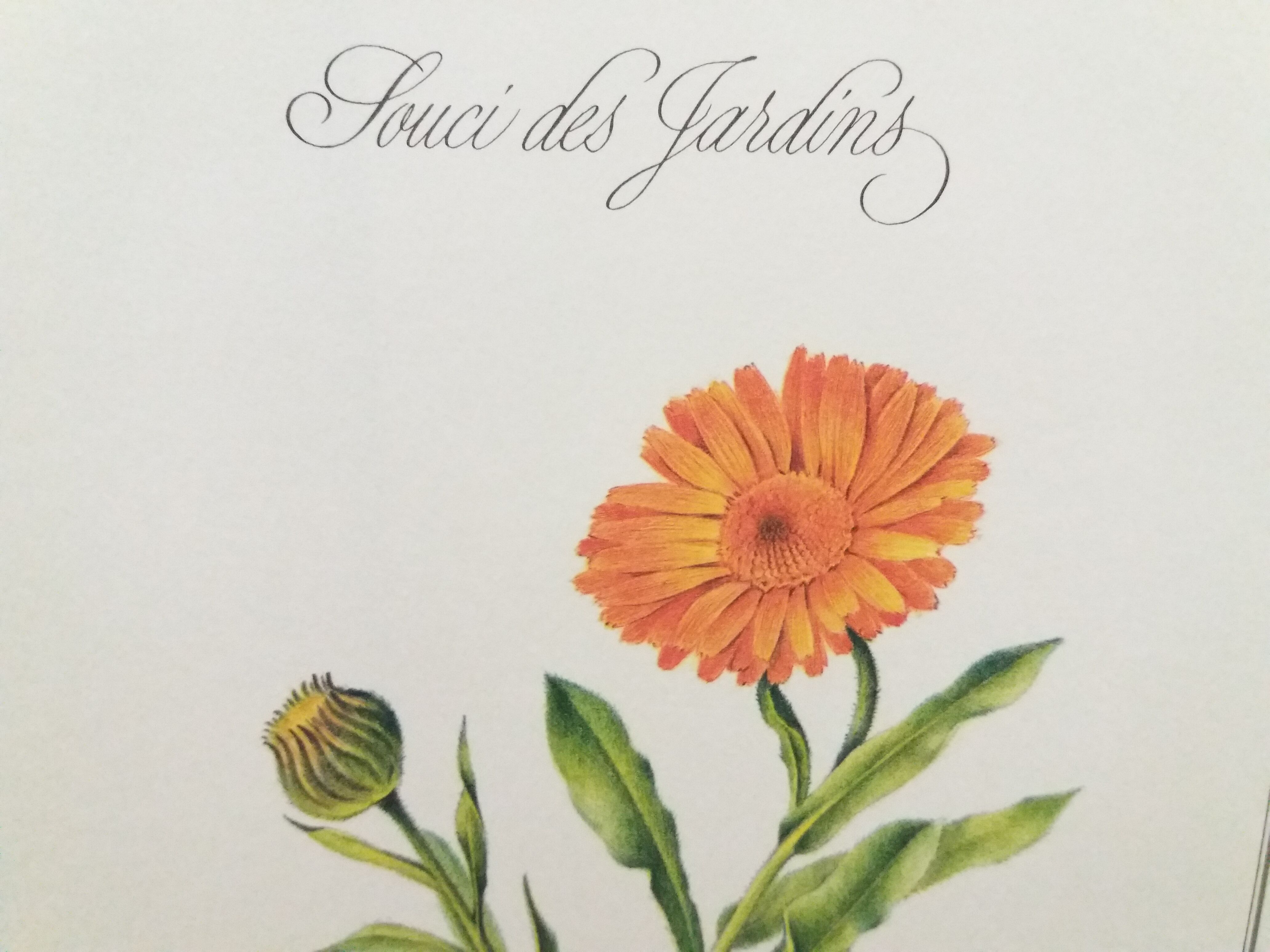 Botanical Plank Concern of the Gardens