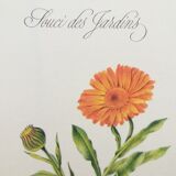 Botanical Plank Concern of the Gardens