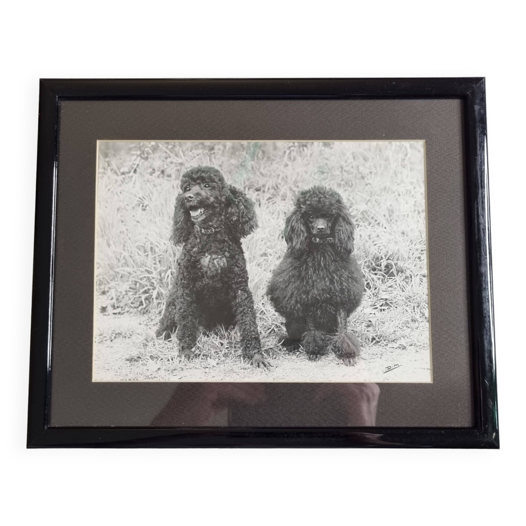 Old photograph, Canine Complicity, Silver print signed "Dim" (Henri Dimont) 32 x 25 cm