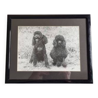Photographie ancienne, Complicité Canine, Tirage Argentique signée "Dim" (Henri Dimont) 32 x 25 cm