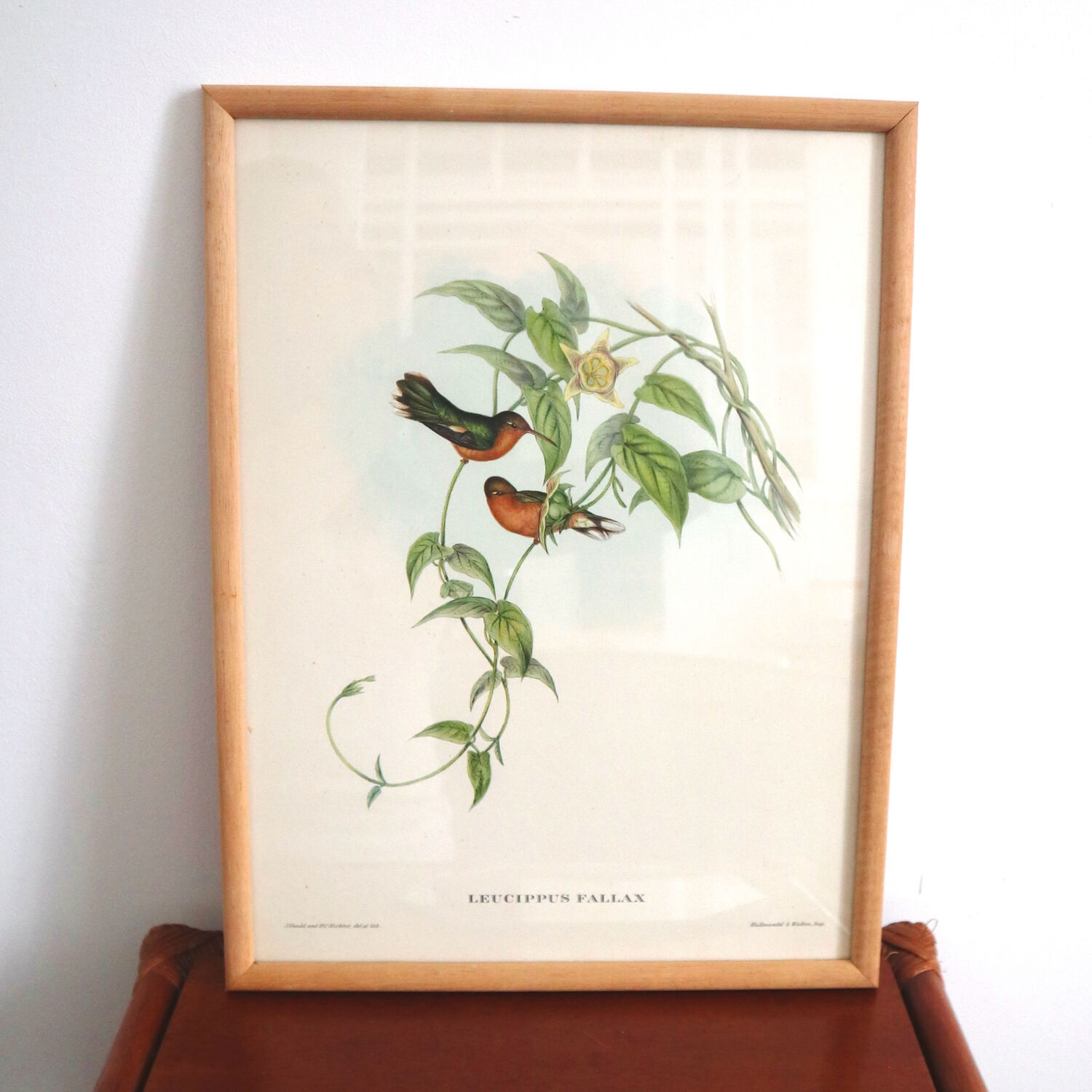 Vintage bird illustration