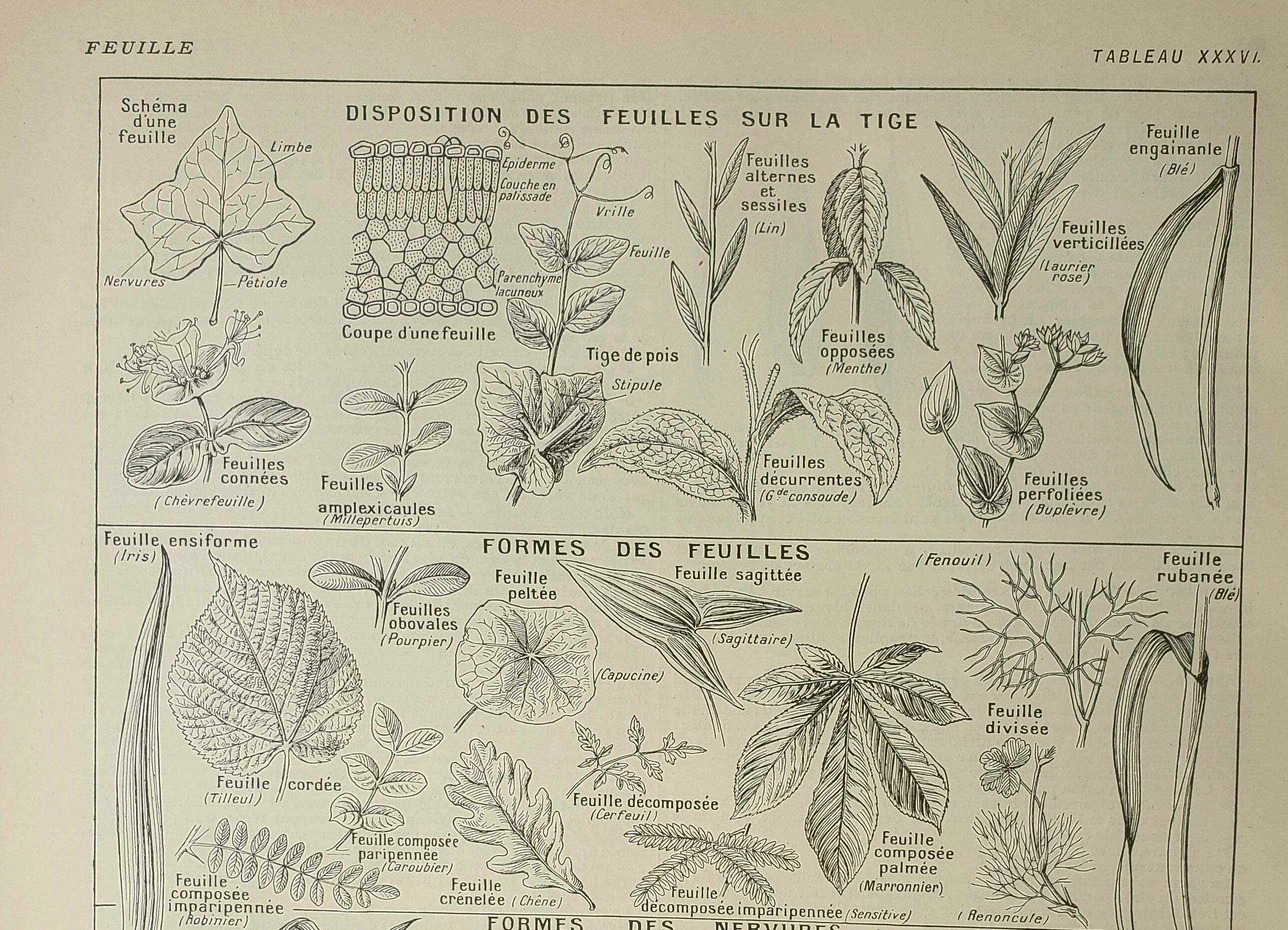 Old engraving 1922 M. Dessertenne - Inflorescences, flowers, plants