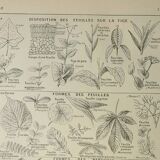 Gravure ancienne 1922 M. Dessertenne - Inflorescences, fleurs, plantes