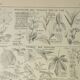 Gravure ancienne 1922 M. Dessertenne - Inflorescences, fleurs, plantes