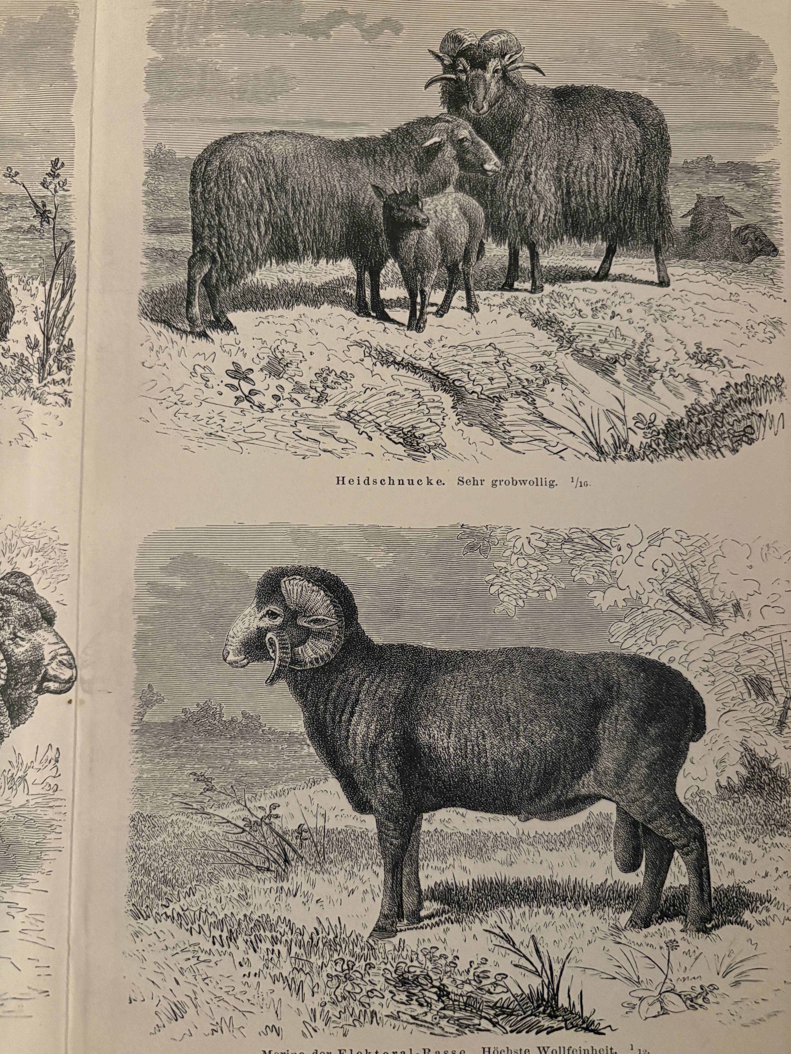 Gravure vintage sur les moutons
