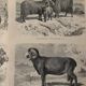 Gravure vintage sur les moutons