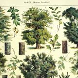 Botanical engraving 1928 A. Millot - Forest 1, forestry, foliage, trees