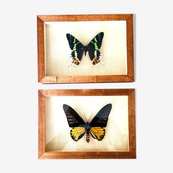 Set of 2 exotic butterflies naturalized