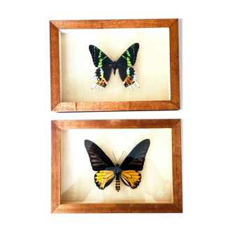 Set of 2 exotic butterflies naturalized