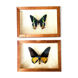 Lot de 2 papillons exotique naturalisés