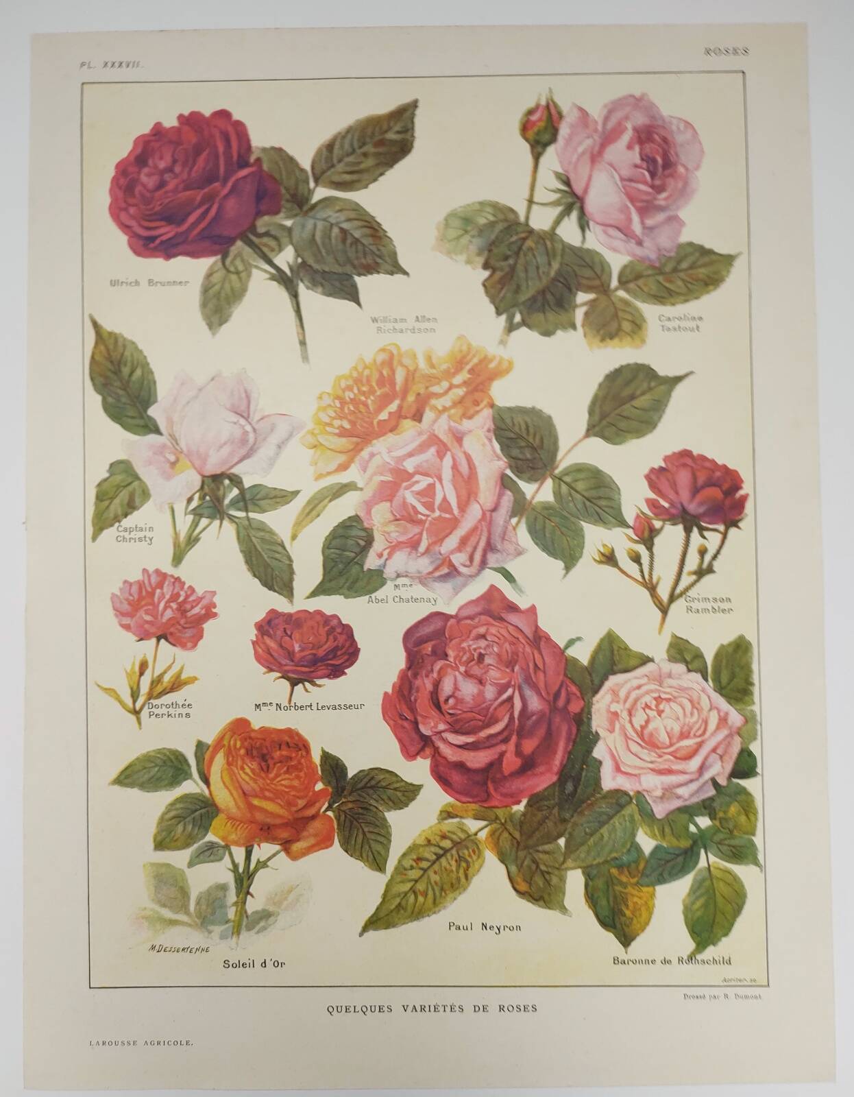Gravure Originale de 1922 - Roses - Planche ancienne de  fleurs de J.M Dessertenne