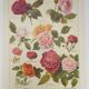 Gravure Originale de 1922 - Roses - Planche ancienne de  fleurs de J.M Dessertenne