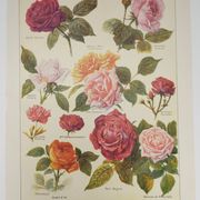Original engraving from 1922 - Roses - Old plate of flowers by JM Dessertenne