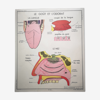 Affiche scolaire Rossignol des années 50 anatomie medecine