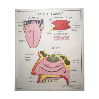 Affiche scolaire Rossignol des années 50 anatomie medecine