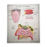 Affiche scolaire Rossignol des années 50 anatomie medecine