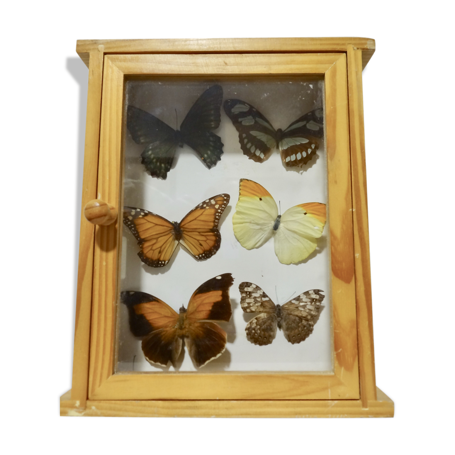 Set of 6 butterflies under glass