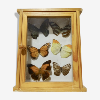 Set of 6 butterflies under glass