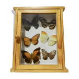 Set of 6 butterflies under glass
