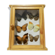 Set of 6 butterflies under glass