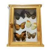 Ensemble de 6 papillons sous verre