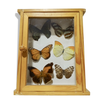 Set of 6 butterflies under glass