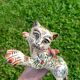 Bouquetieres Zoomorphes Chats Desvres peints Mains
