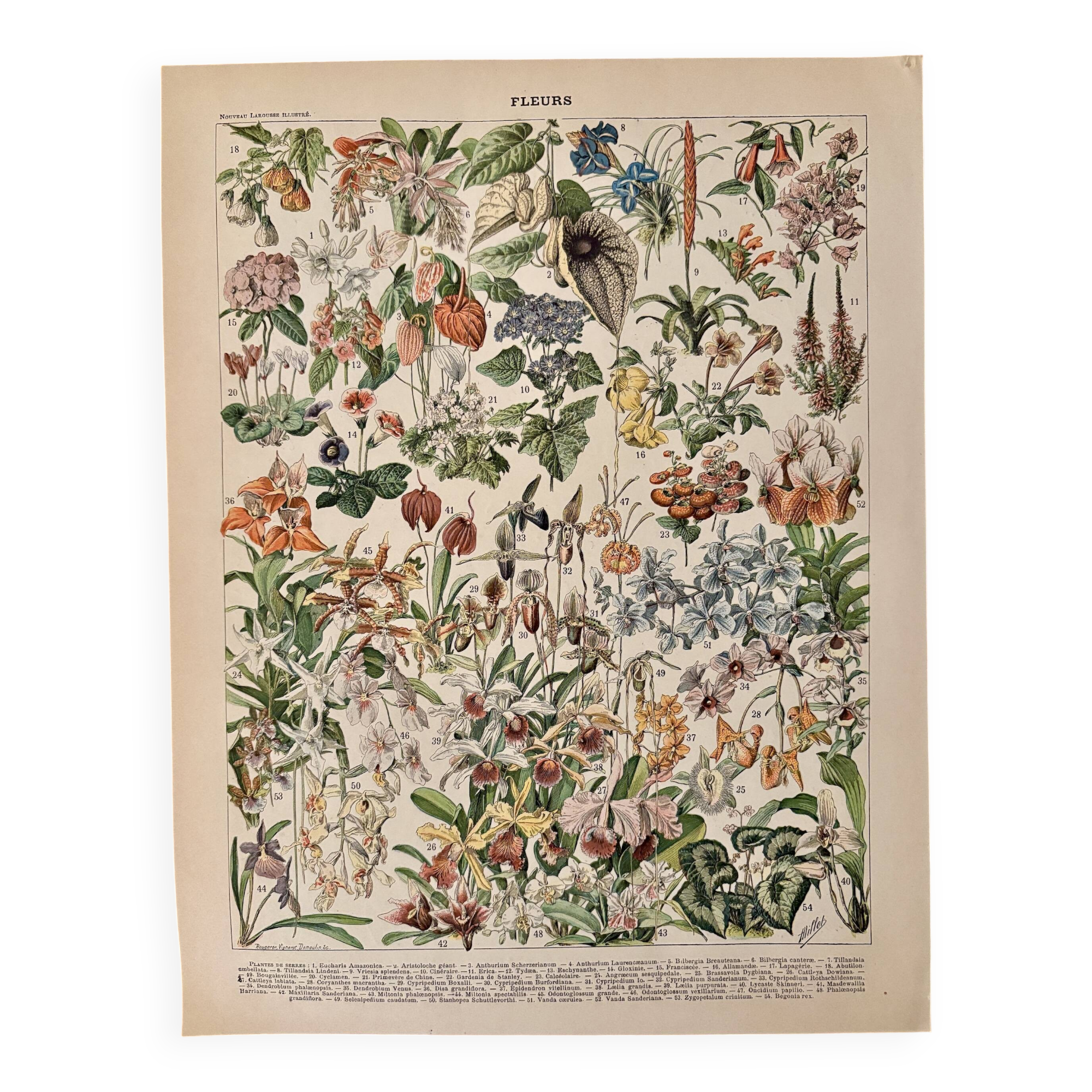 Lithographie sur les fleurs, catalpa, 1900