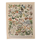 Lithograph of flowers (catalpa) – 1900