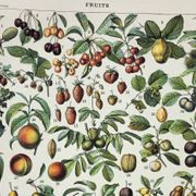 Engraving • Fruits from our regions, varieties • Original and vintage poster from 1898