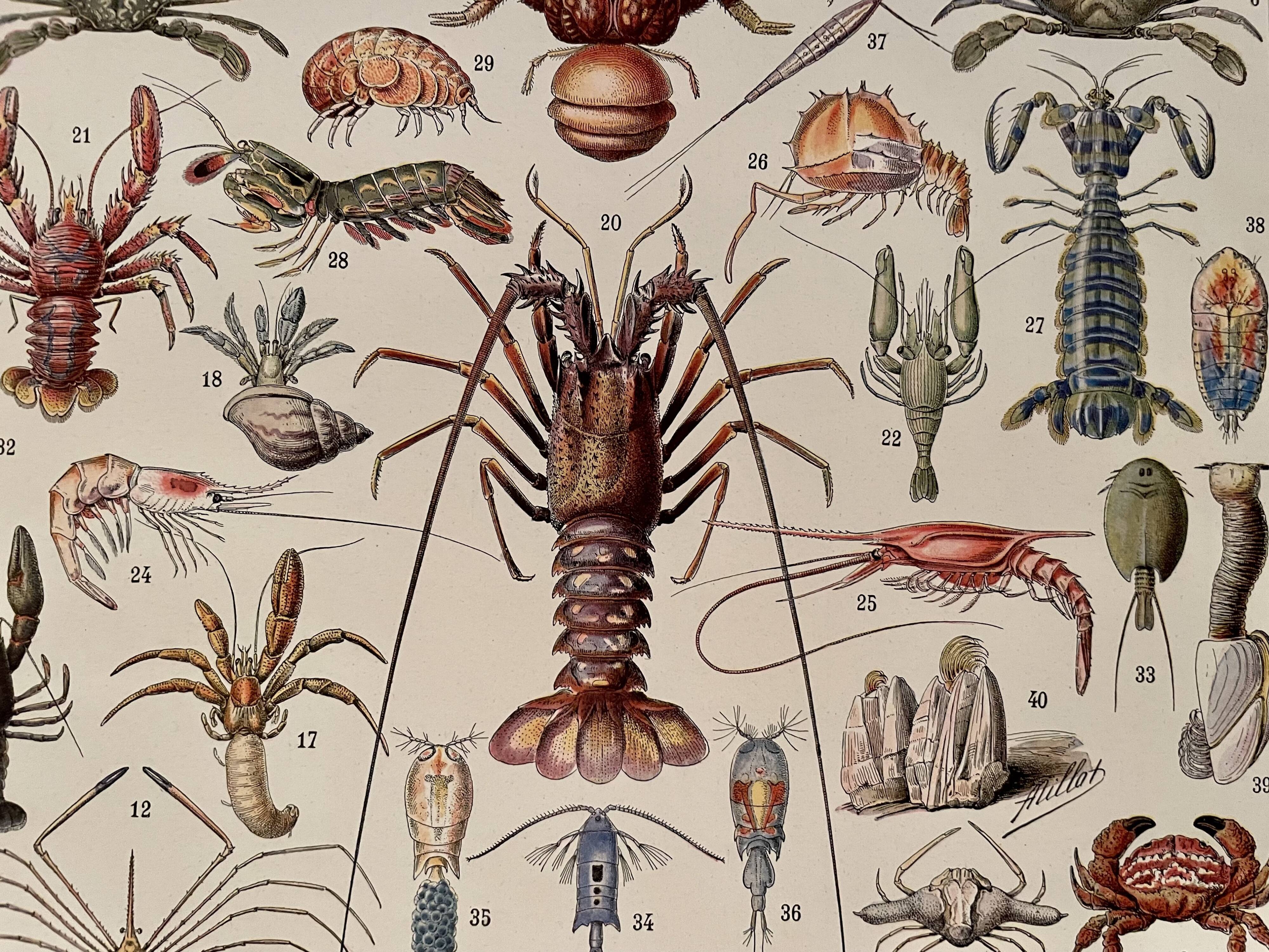 Lithograph on crustaceans - 1930