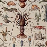 Lithograph on crustaceans - 1930