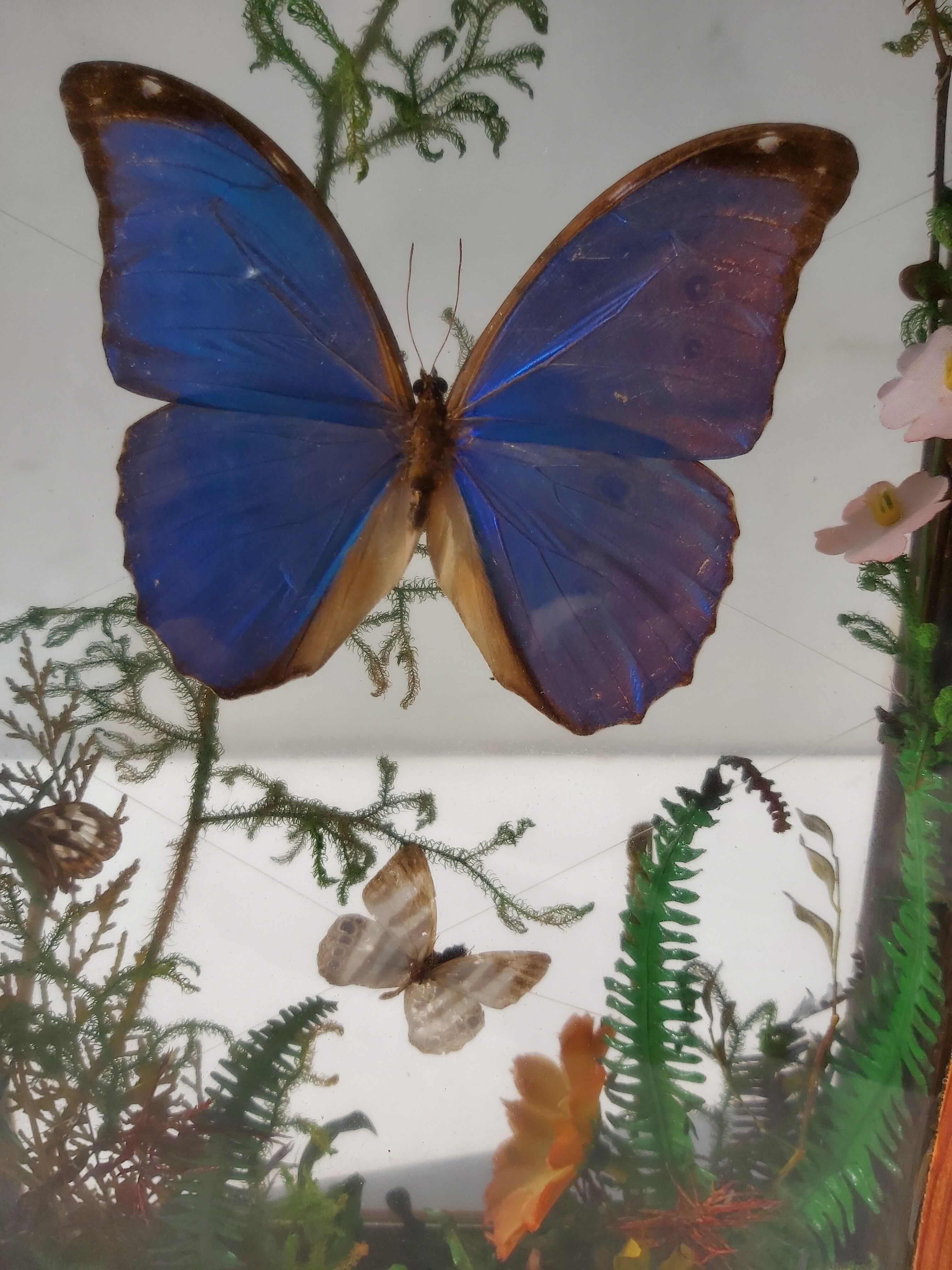 Box composition butterfly wood and glass