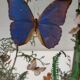 Box composition butterfly wood and glass