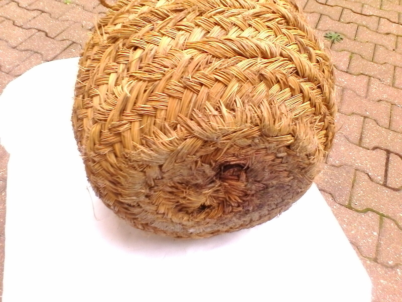 Dame Jeanne in her case