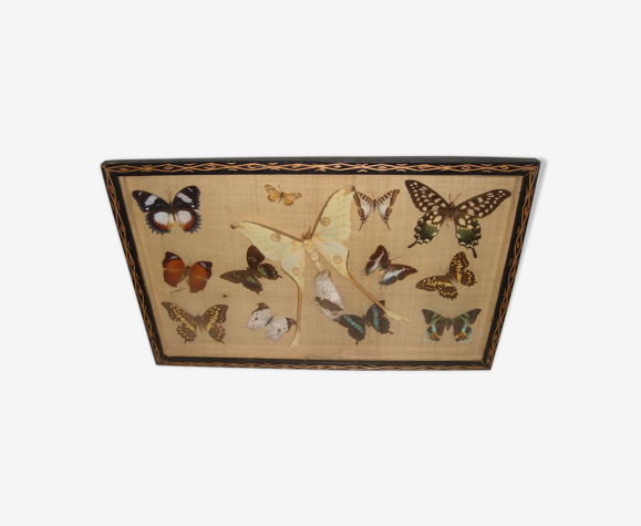 Naturalized butterfly of the 70's