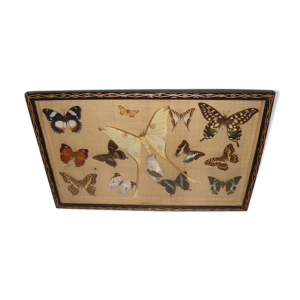 Papillon naturalisé des année