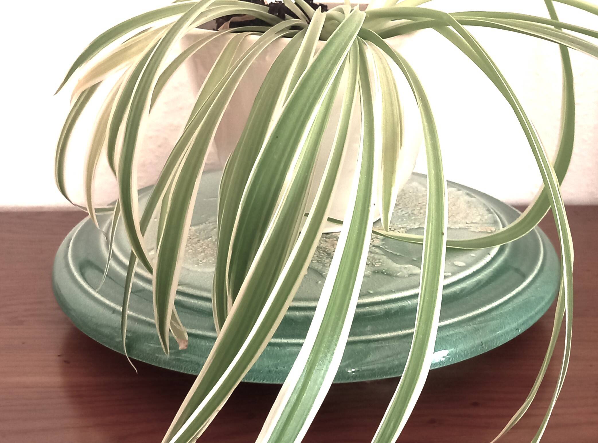 Ceramic trivet signed by Patrick Protet