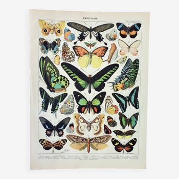 Gravure ancienne 1898, Papillons exotiques, insectes • Lithographie, Planche originale