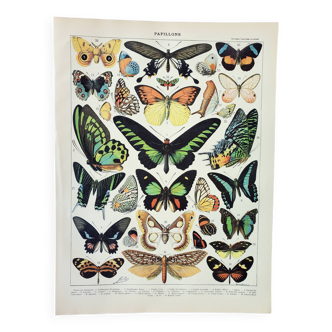 Gravure ancienne 1898, Papillons exotiques, insectes • Lithographie, Planche originale